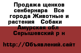 Продажа щенков сенбернара - Все города Животные и растения » Собаки   . Амурская обл.,Серышевский р-н